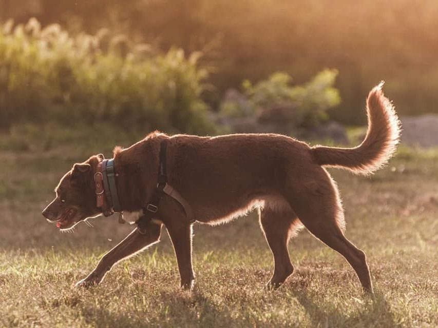 Dog playing at dog park