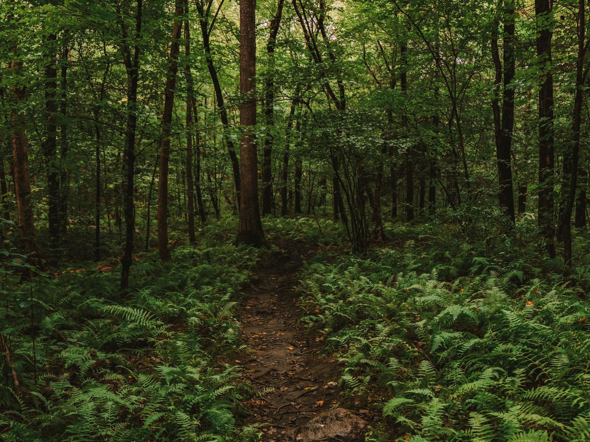 Bridle Trail in Naugtuck