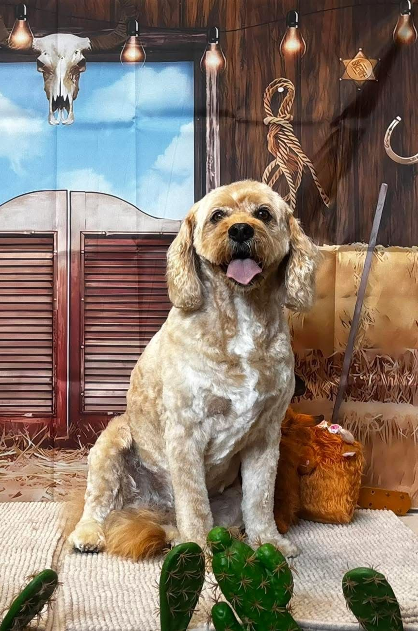 Husky On The Halloween Party Dog — The Happy Puppy Dog Grooming In Taree NSW
