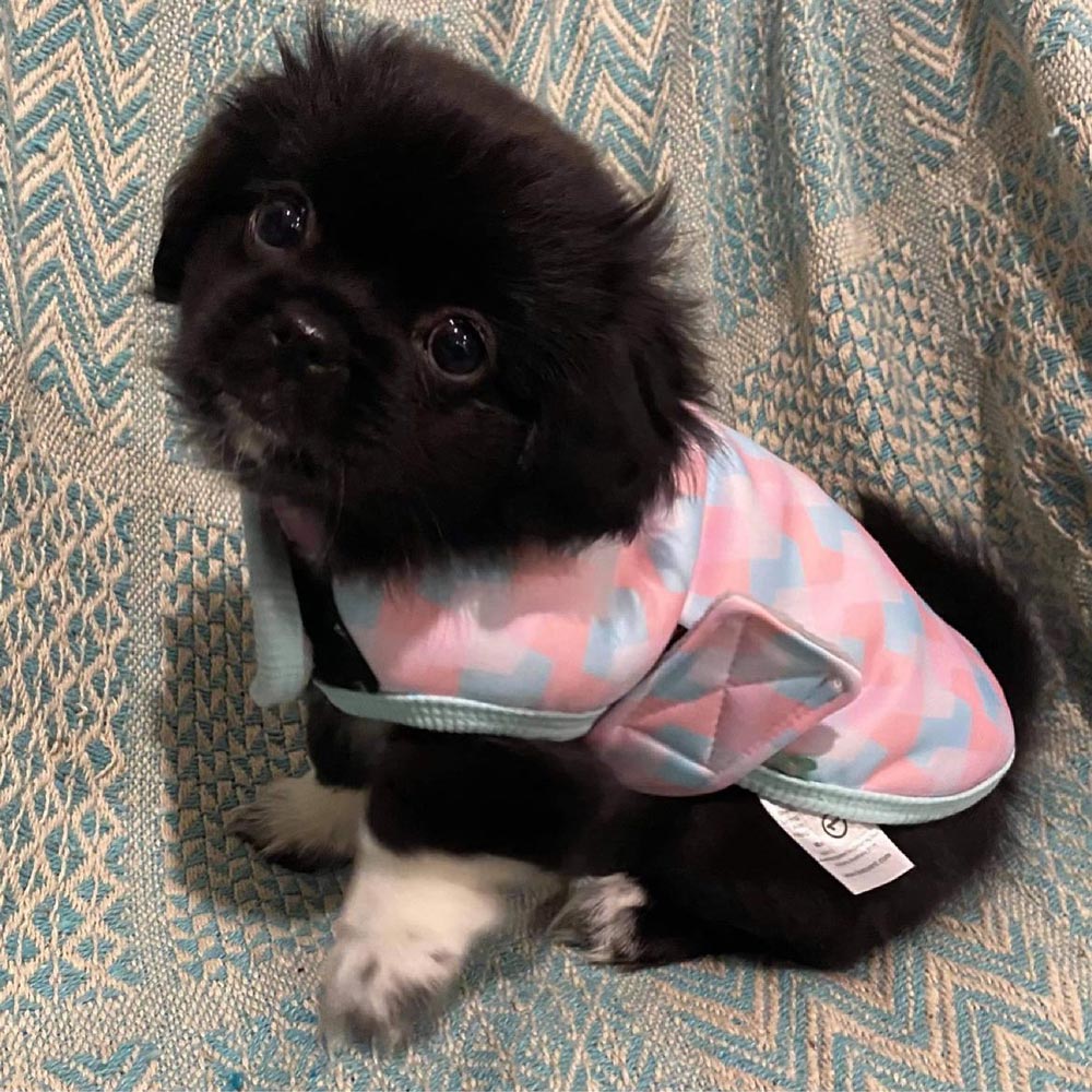 Dog Coat — The Happy Puppy Dog Grooming In Taree NSW