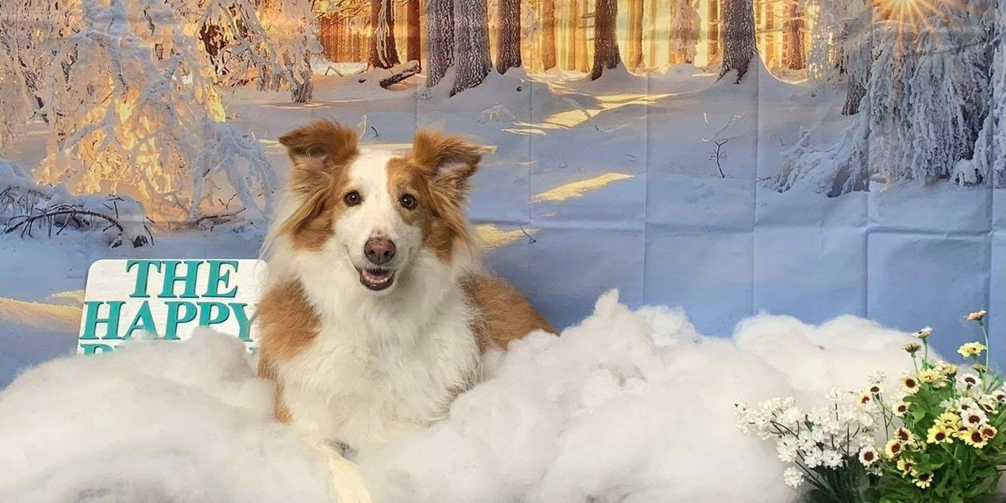 Apricot Collie doing a photoshoot — The Happy Puppy Dog Grooming In Taree NSW