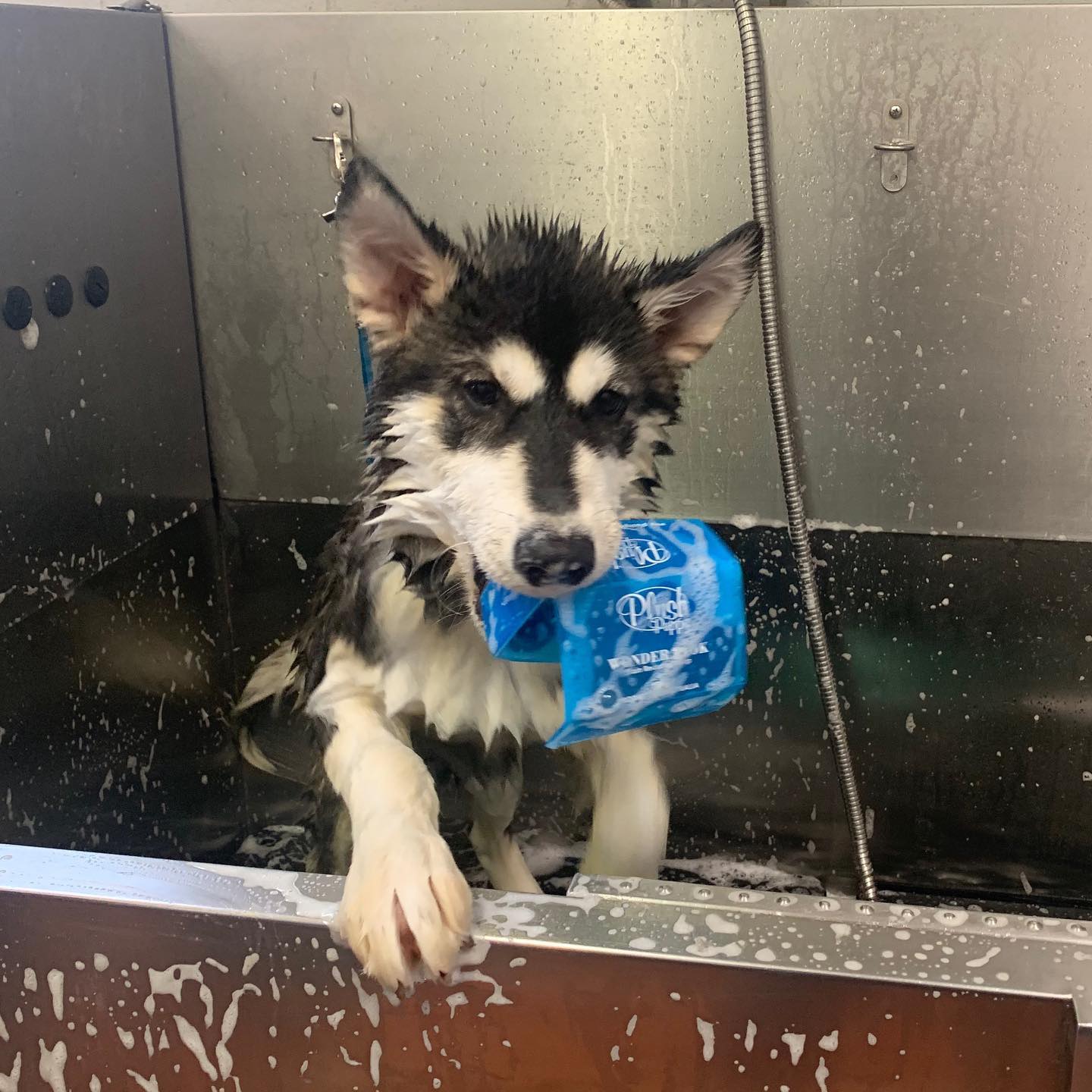 Dog Wash — The Happy Puppy Dog Grooming In Taree NSW