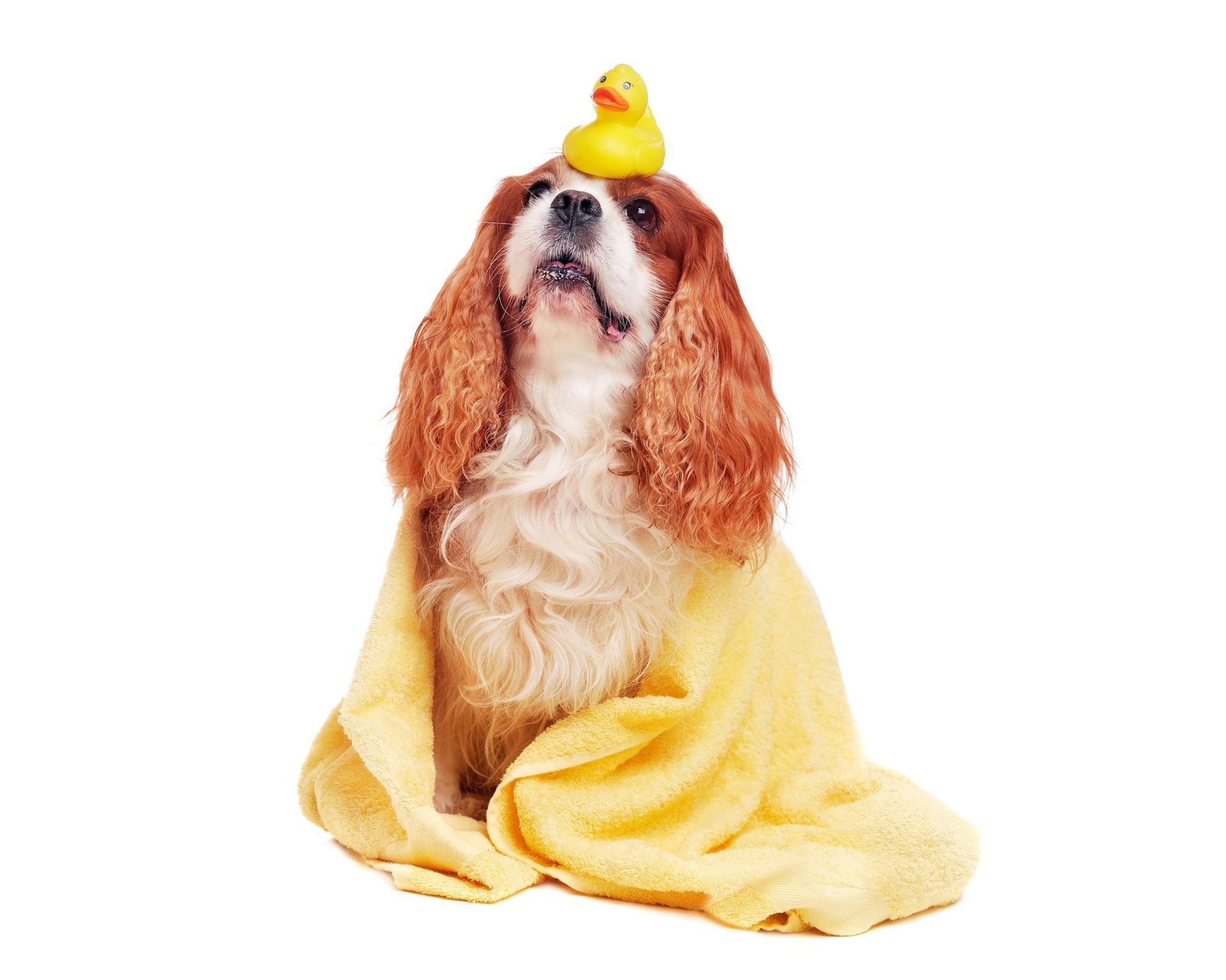 Dog wrapped in a yellow towel with a small yellow rubber duck on its head