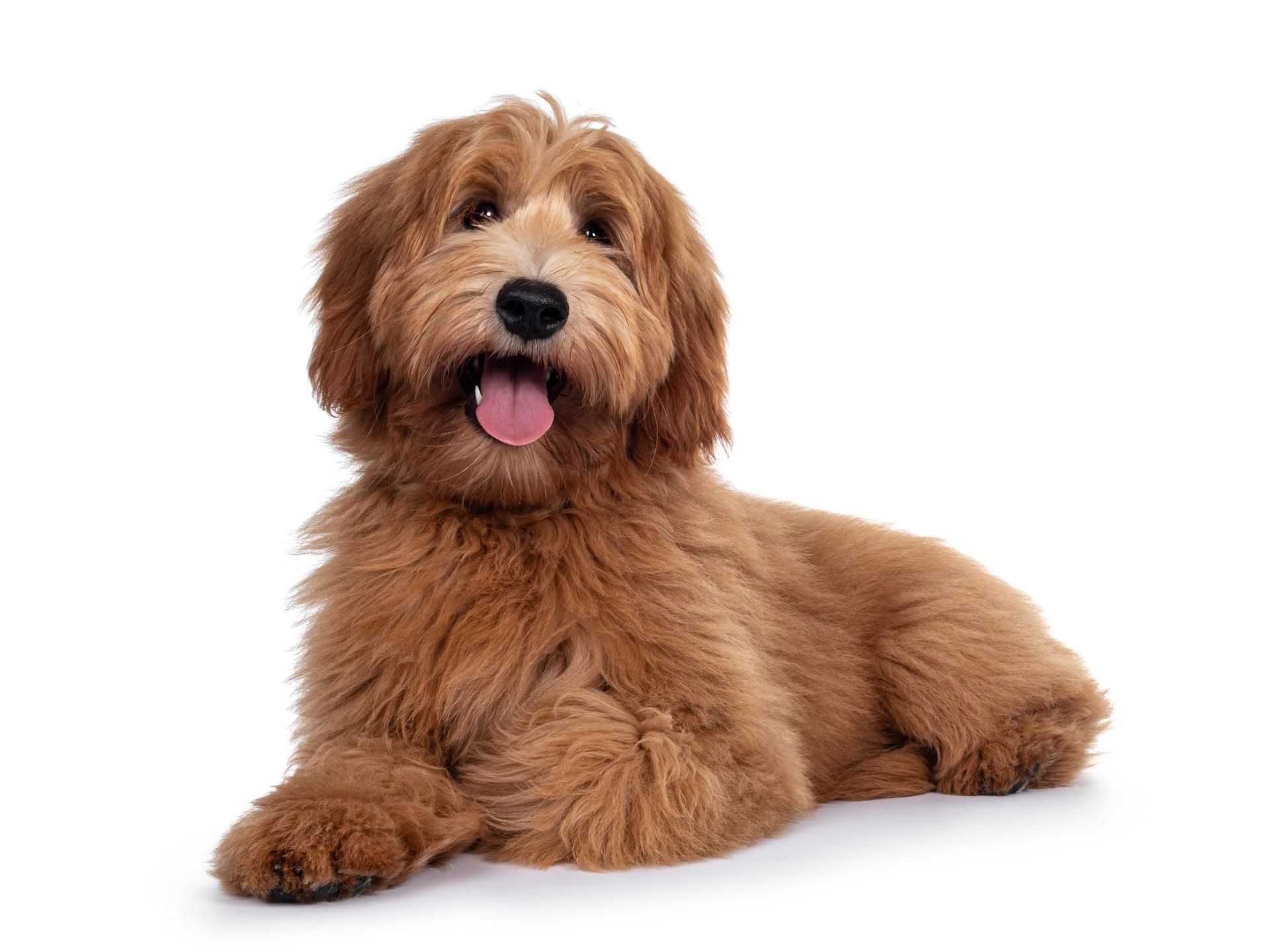 Small fluffy brown dog lying down with tongue out on a white background