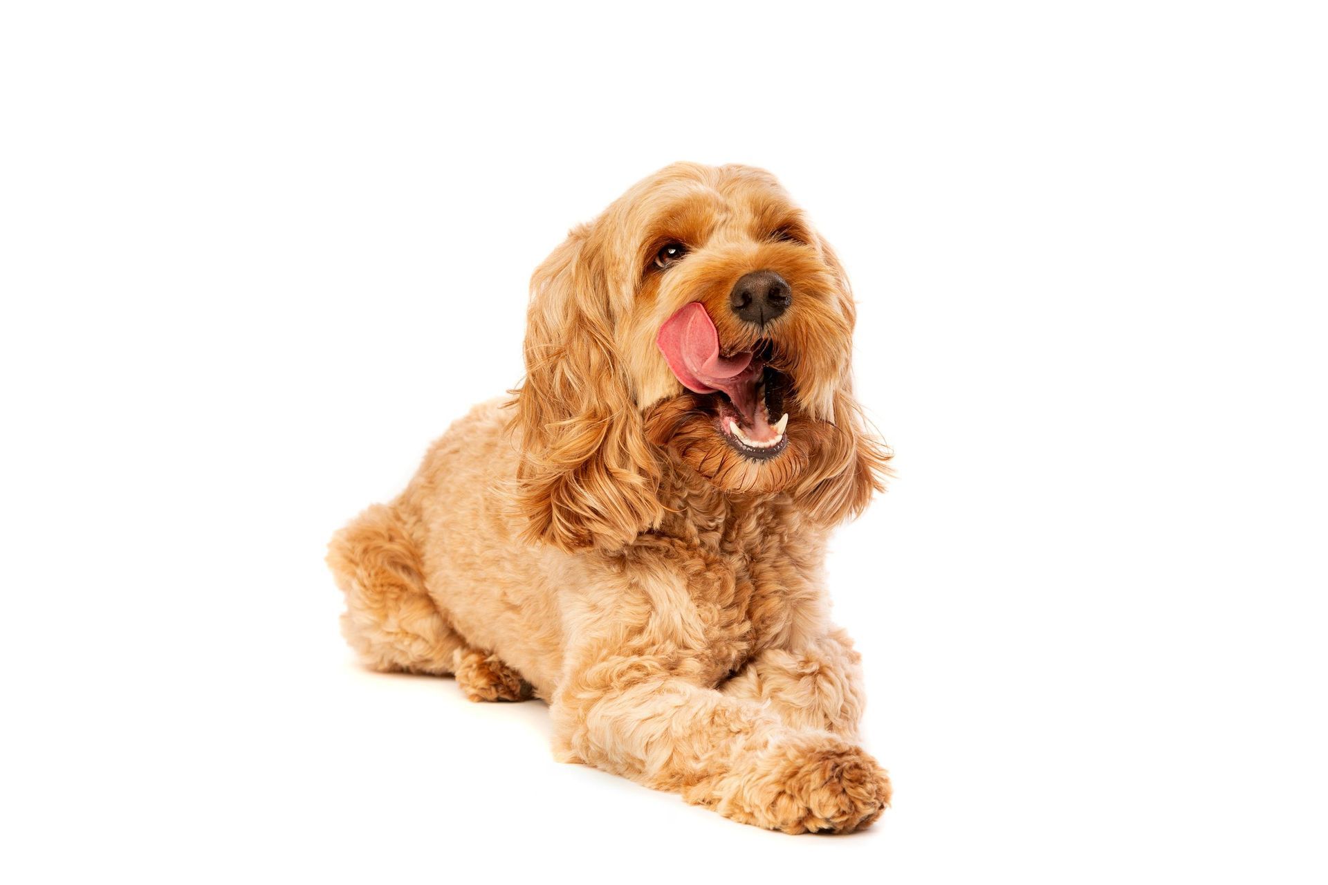 Golden cocker spaniel lying down and licking its nose on a white background