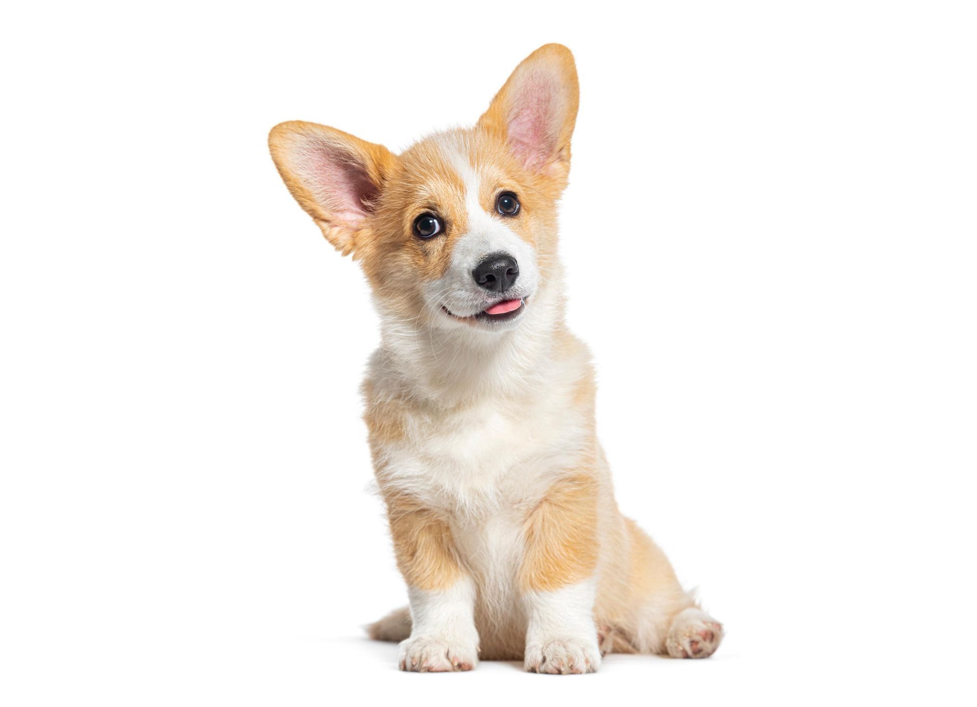 Small tan-and-white corgi sitting and looking at the camera on a white background