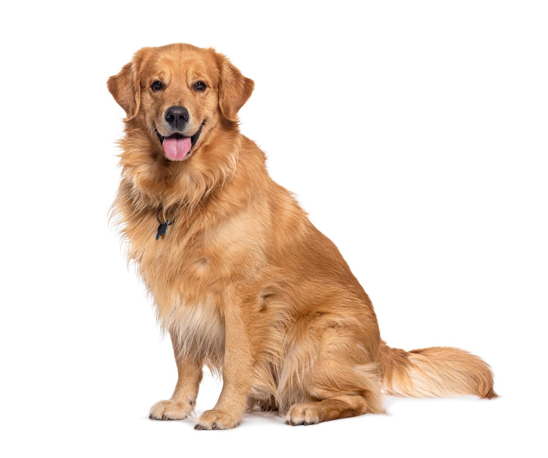 Golden retriever sitting against a white background, tongue out and looking at the camera.