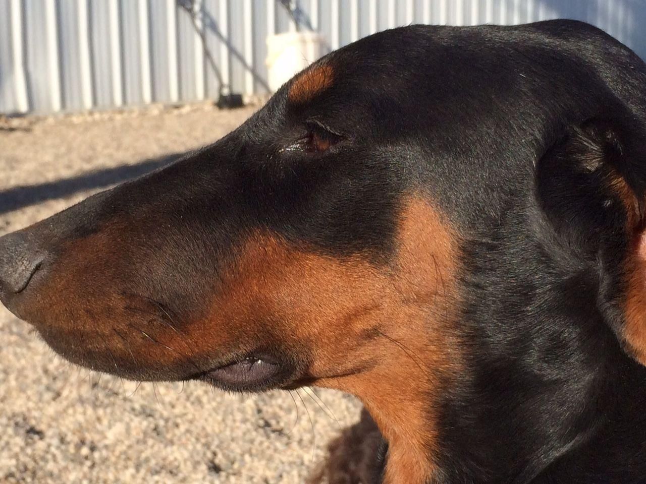 Close-up profile of a black and tan dog outdoors, facing left, with a corrugated metal fence in the background