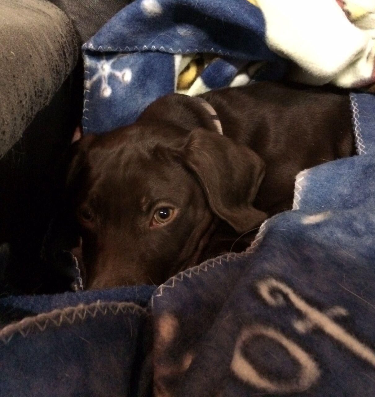 Brown dog peeking out from under a blue blanket on a couch
