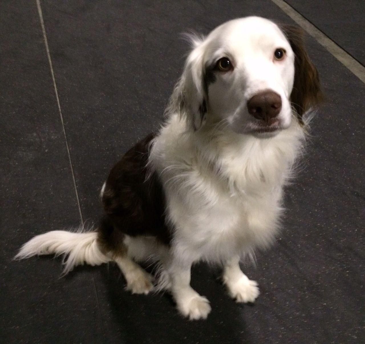 Small white-and-brown dog sitting on a dark floor, looking up at the camera.