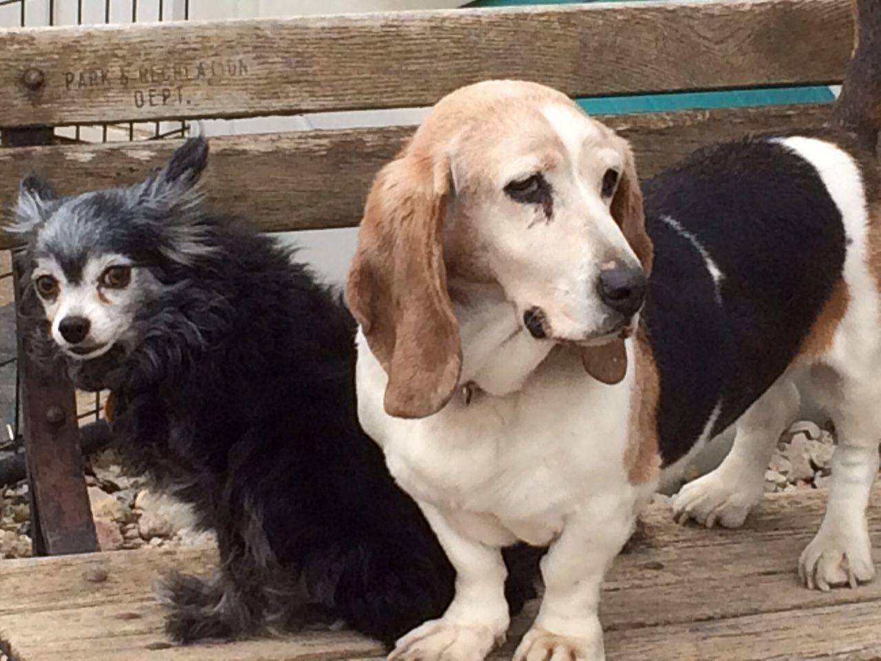 Three small dogs standing on a wooden bench outdoors, including a black fluffy dog and a tan-and-white hound.