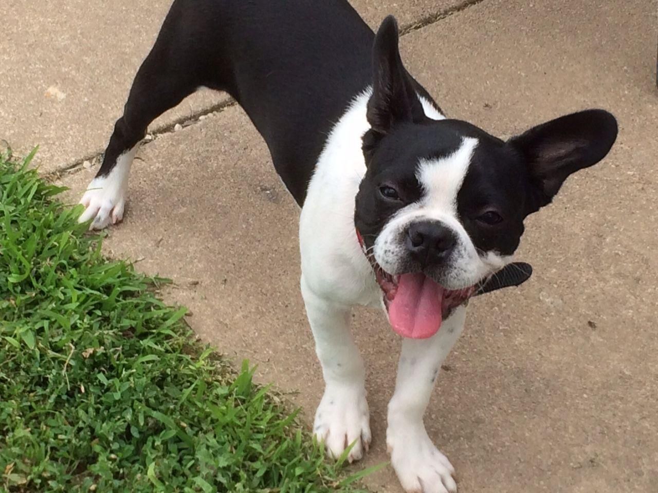 Black-and-white dog standing on a sidewalk with tongue out beside a patch of grass