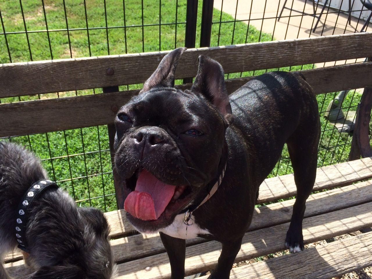 Black French bulldog standing by a fence, panting with its tongue out in a sunny yard.