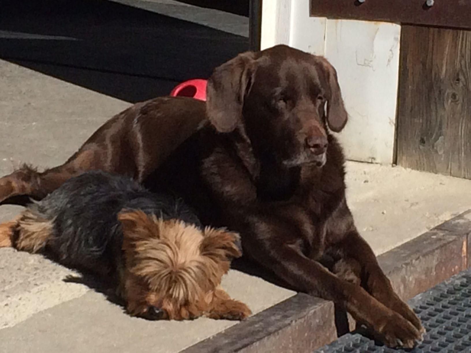 Two dogs resting together on a porch, a brown dog lying over a smaller black-and-tan dog.