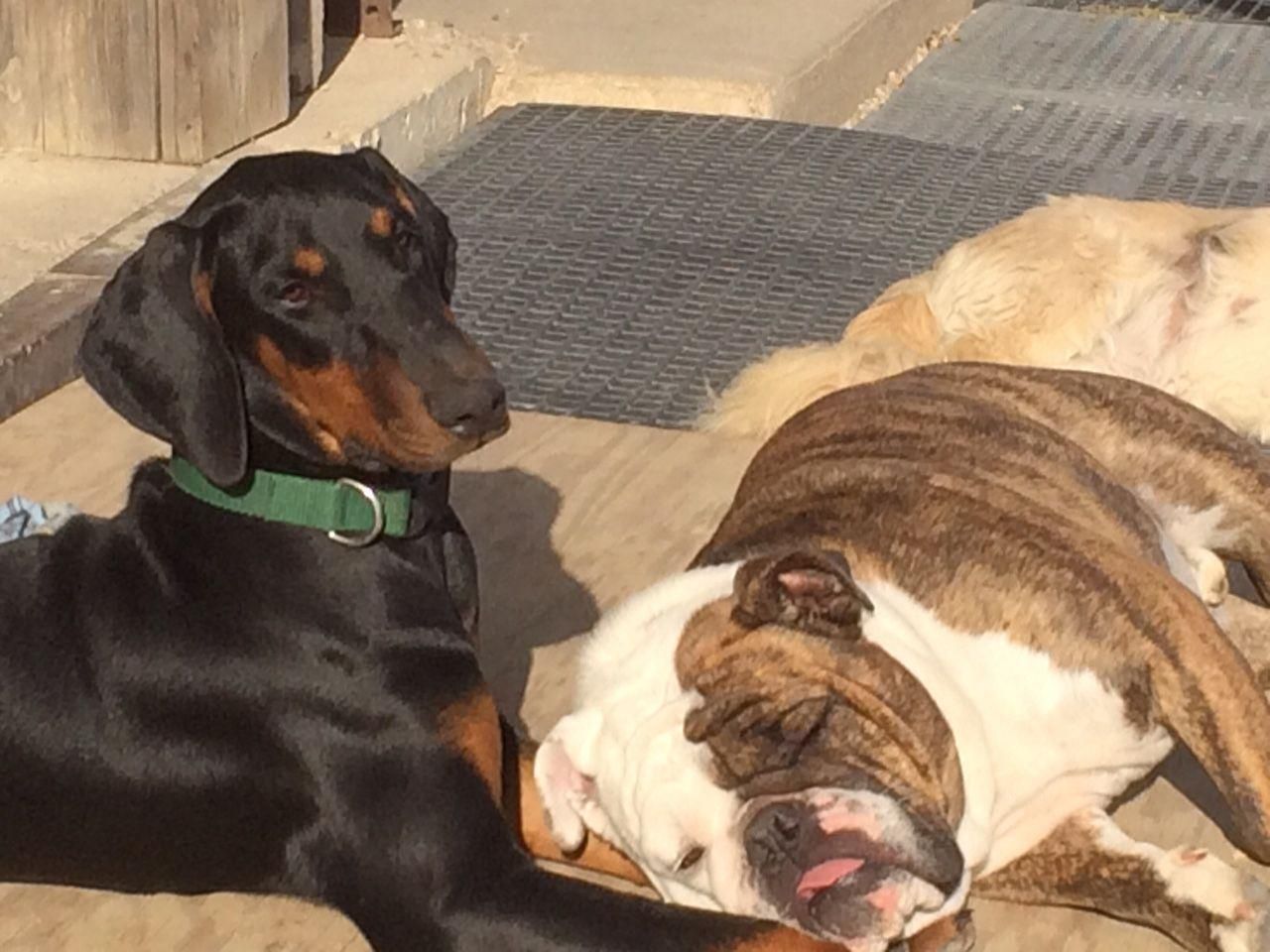 Two dogs resting together outdoors, one black and tan with a green collar, one bulldog lying on its side.