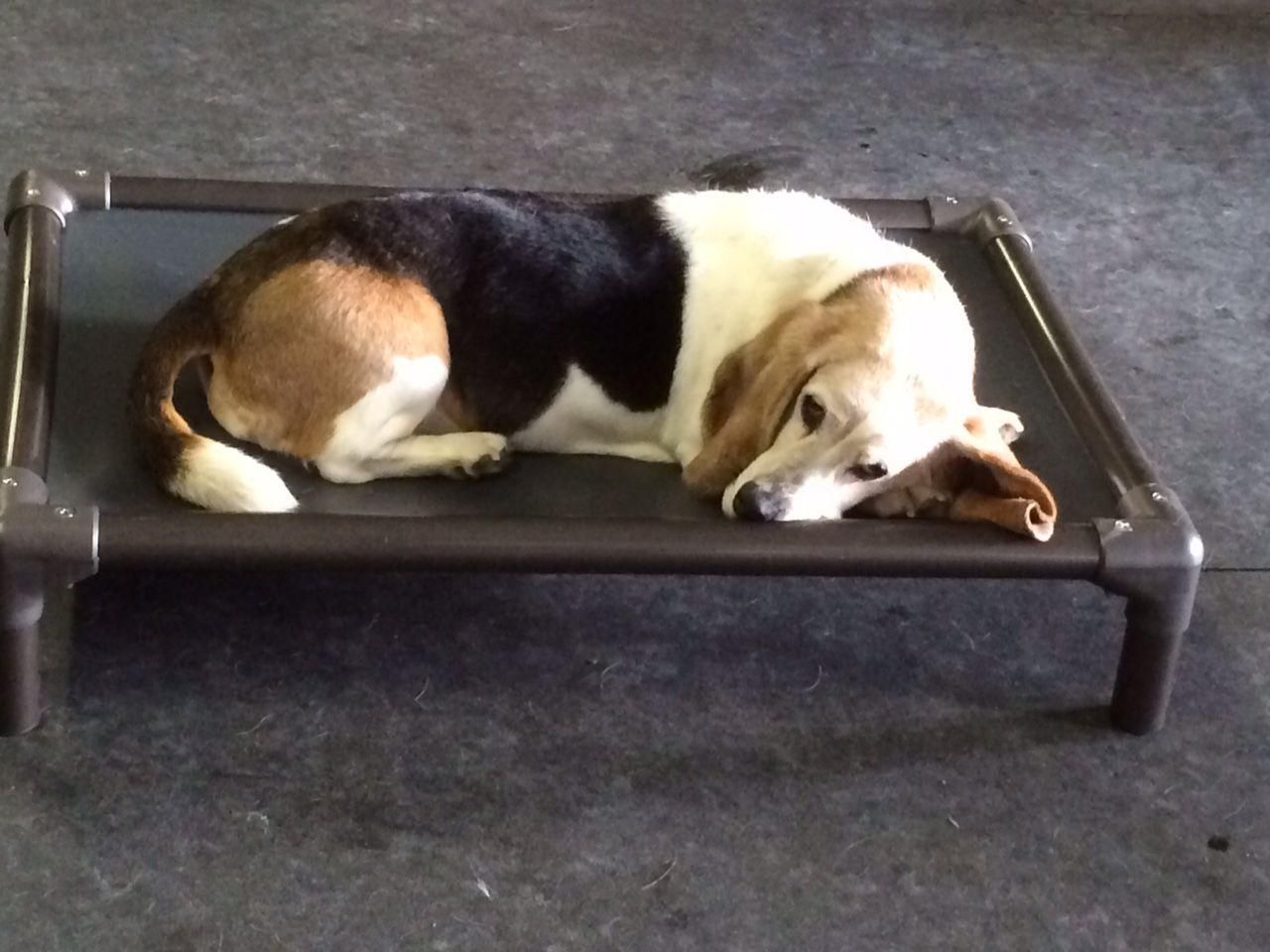 Dog curled up sleeping on a raised pet cot on a dark carpeted floor.