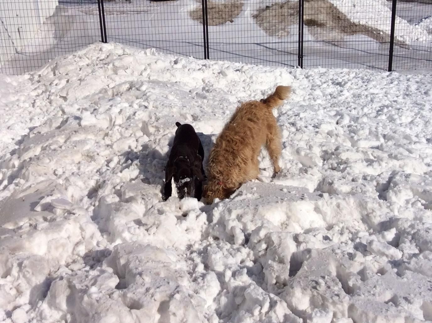 Two dogs, one black and one tan, sniffing snow in a fenced yard