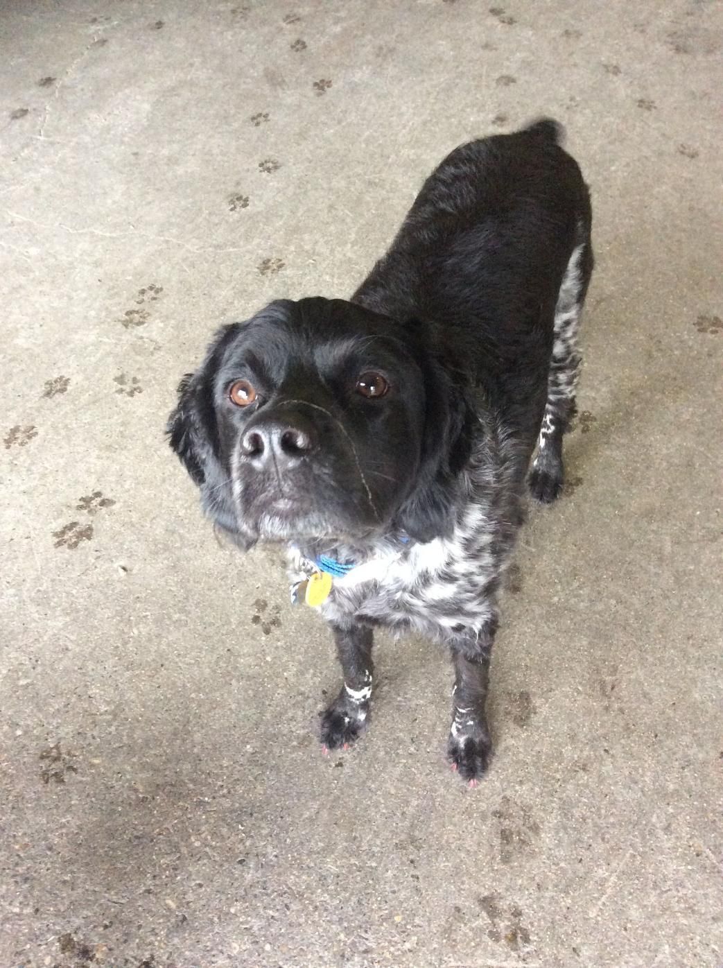 Black-and-white dog looking up on a concrete floor