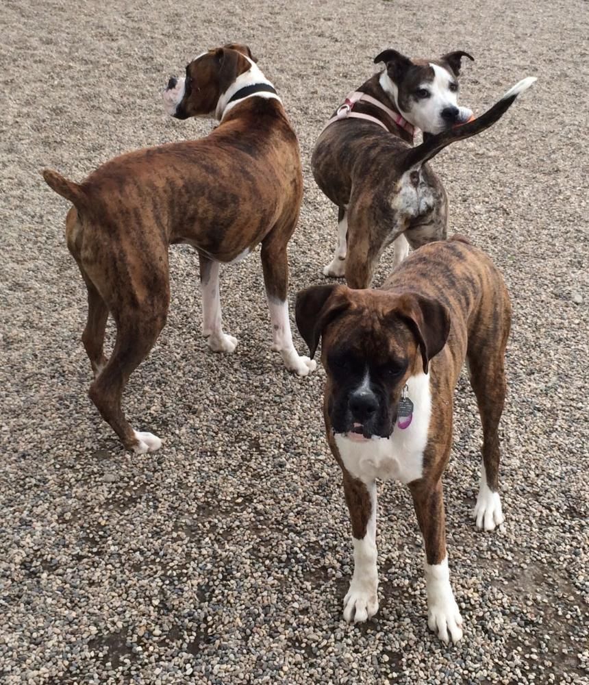Three brindle and white dogs standing on gravel, one looking back, one facing forward.