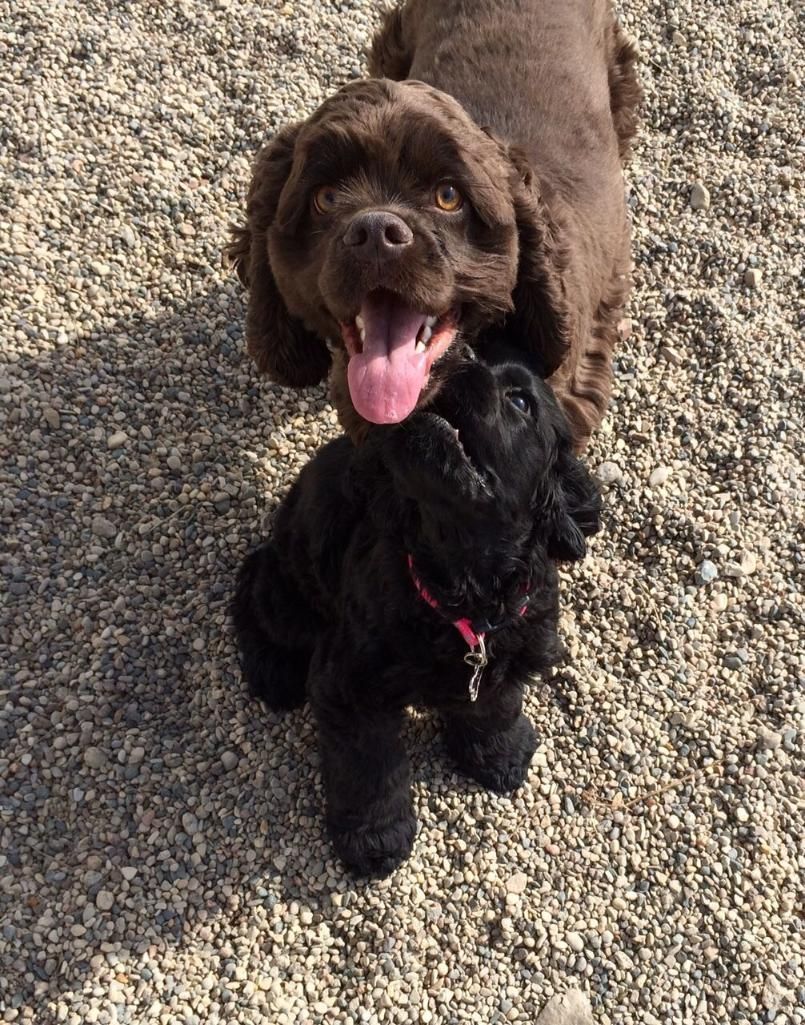 Two small curly-haired dogs, one brown and one black, standing on gravel with tongues out.