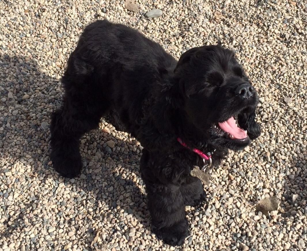Black puppy with pink collar standing on gravel, mouth open and tongue out in sunlight