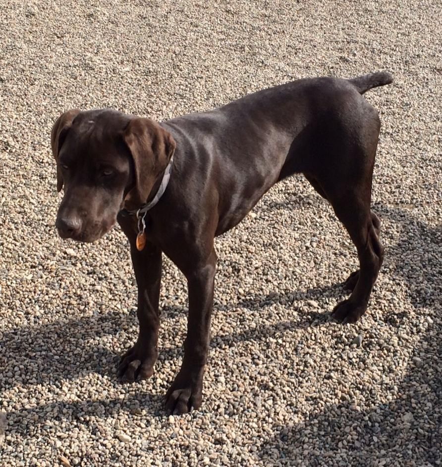 Brown dog standing on gravel, looking down with ears drooping.