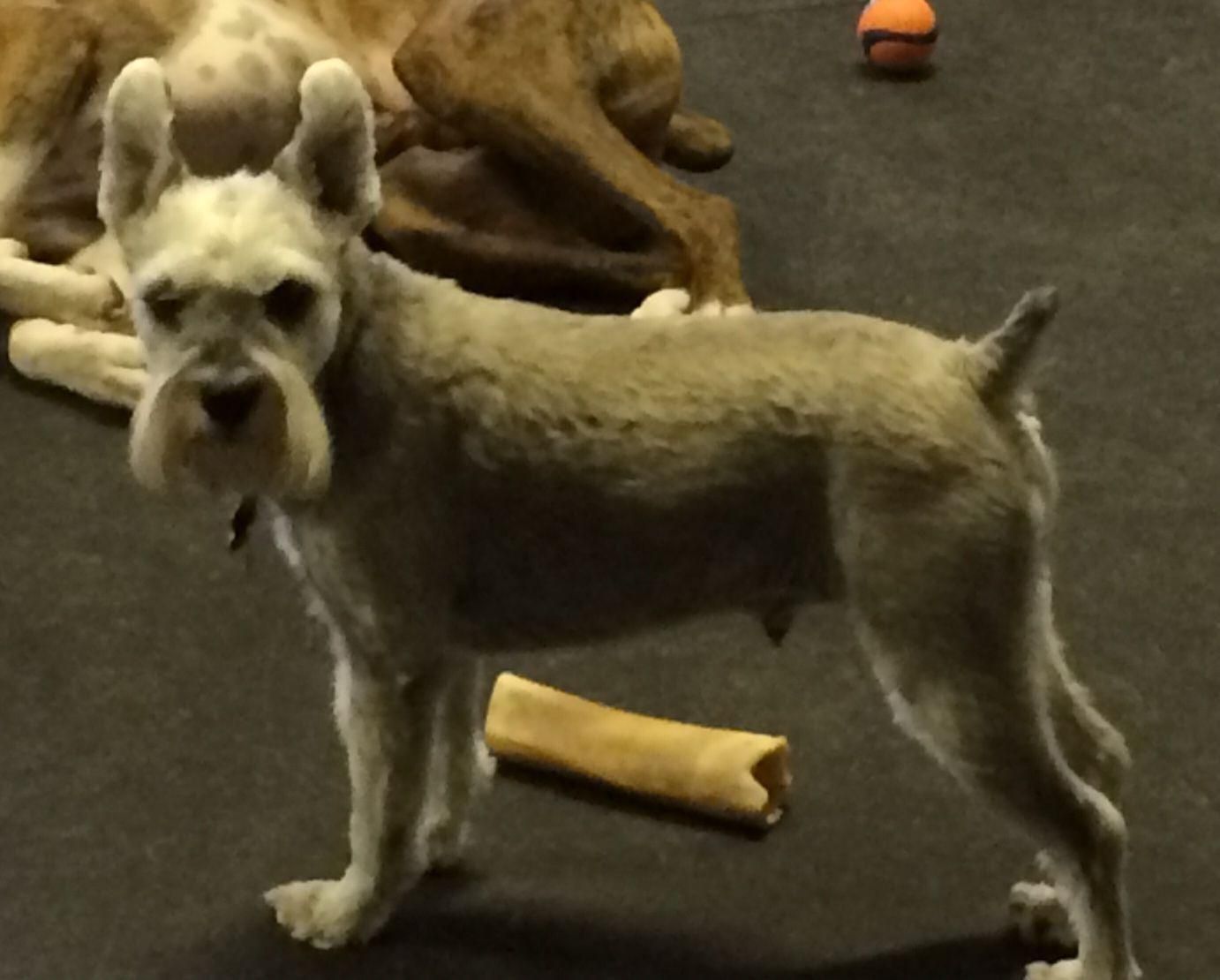Small gray dog standing indoors on a dark floor with chew toys nearby.