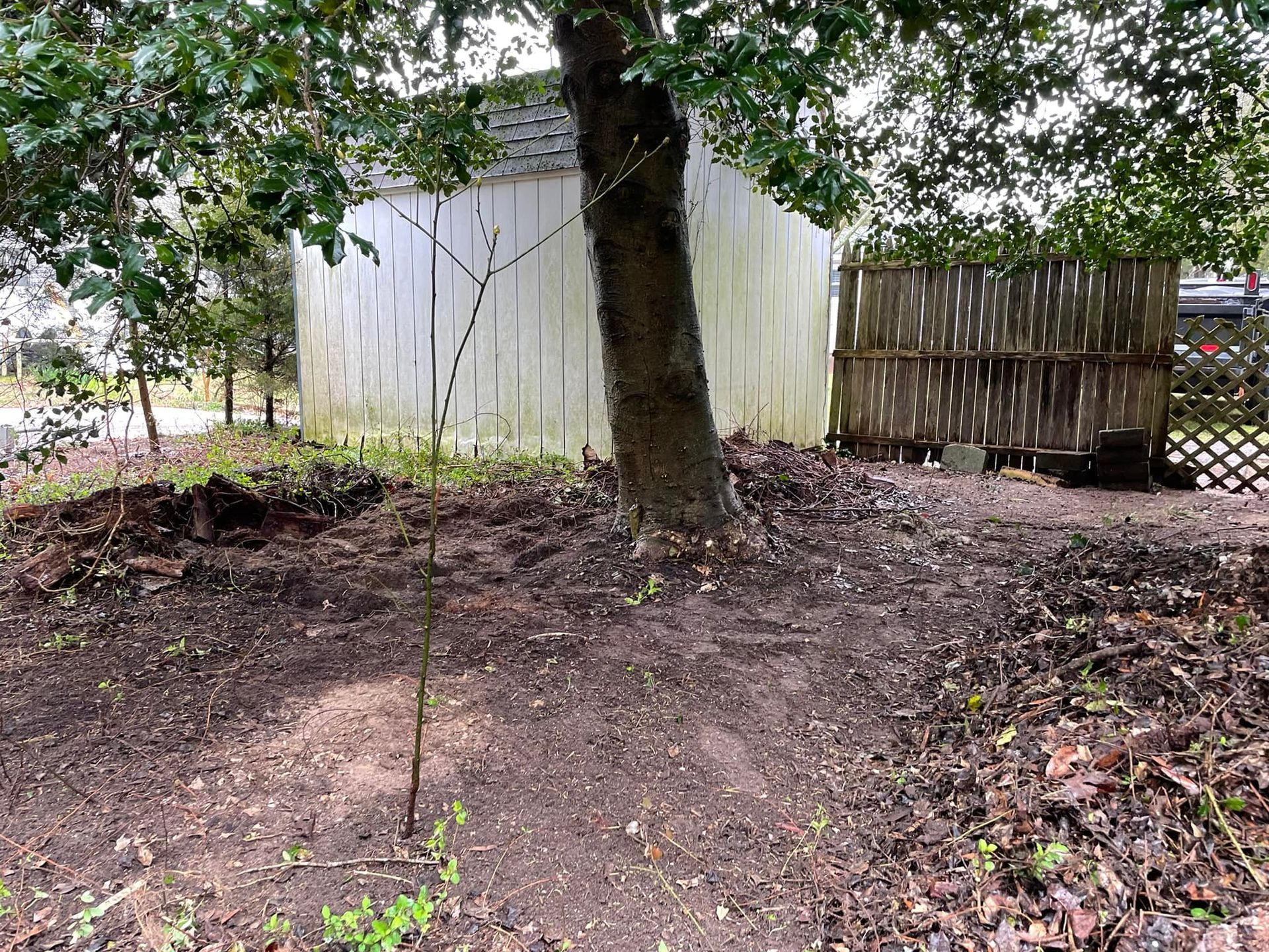 A white shed with a tree in front of it
