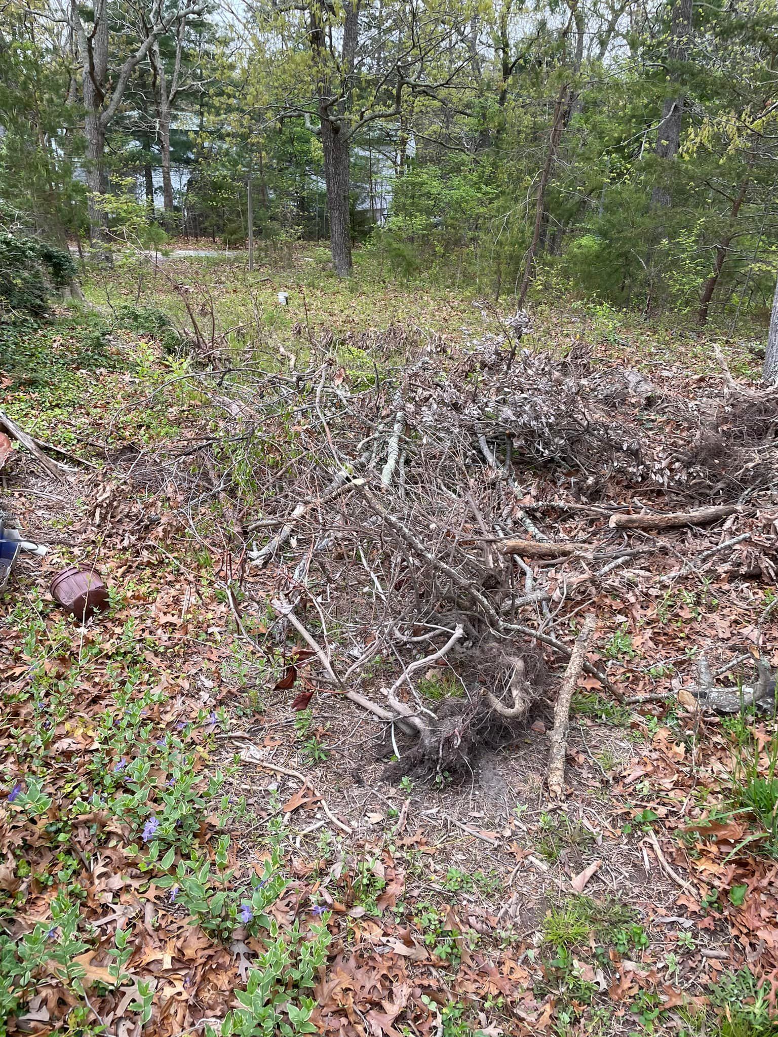 A person is standing next to a pile of branches in the middle of a forest