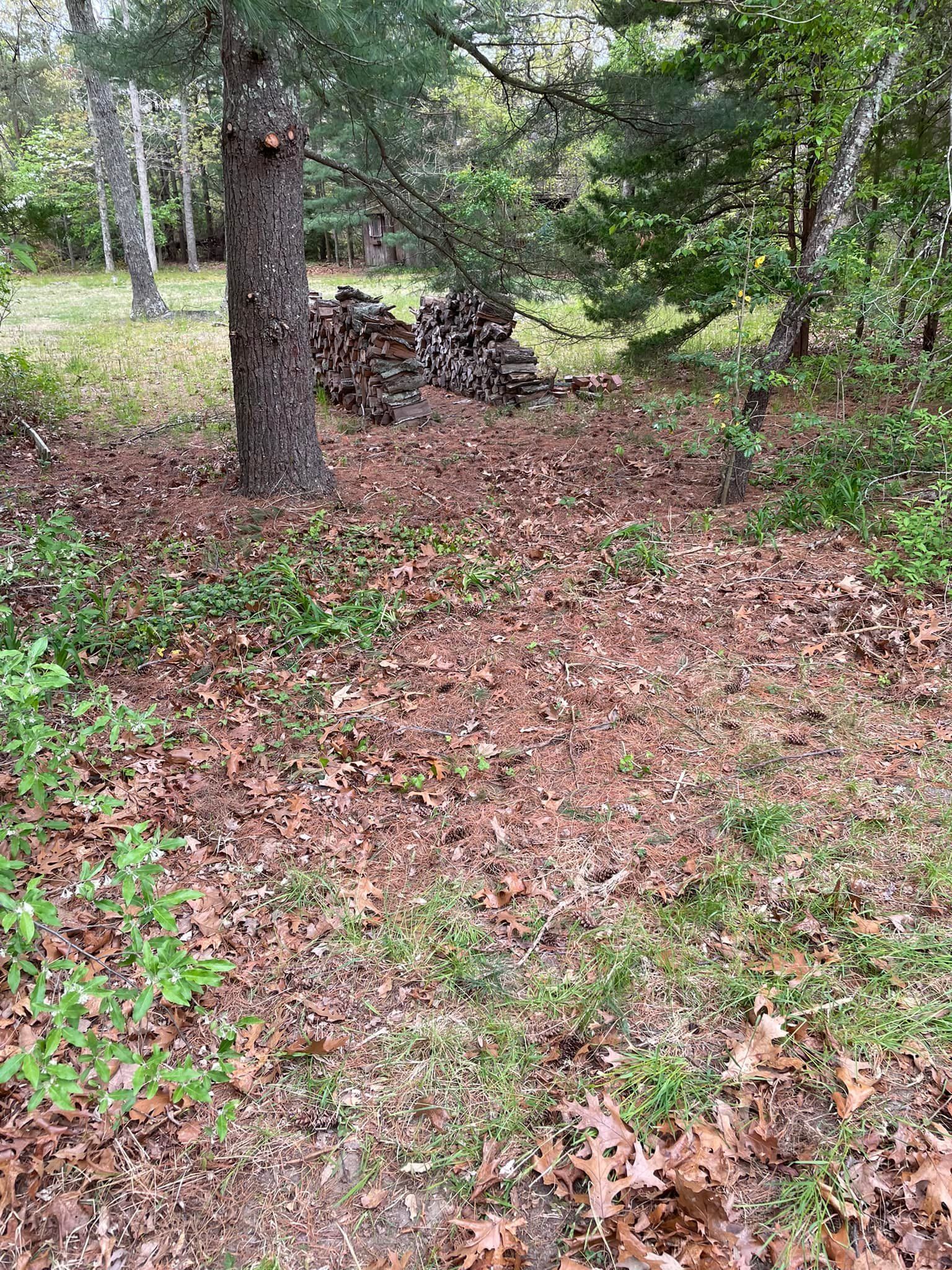 There are a lot of leaves on the ground in the woods