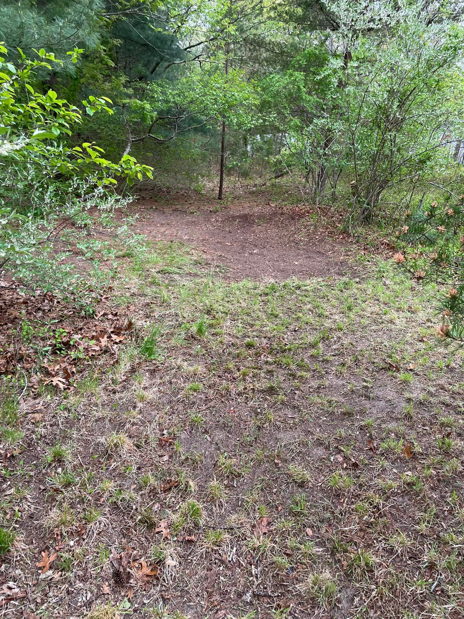 There is a lot of leaves on the ground in the woods