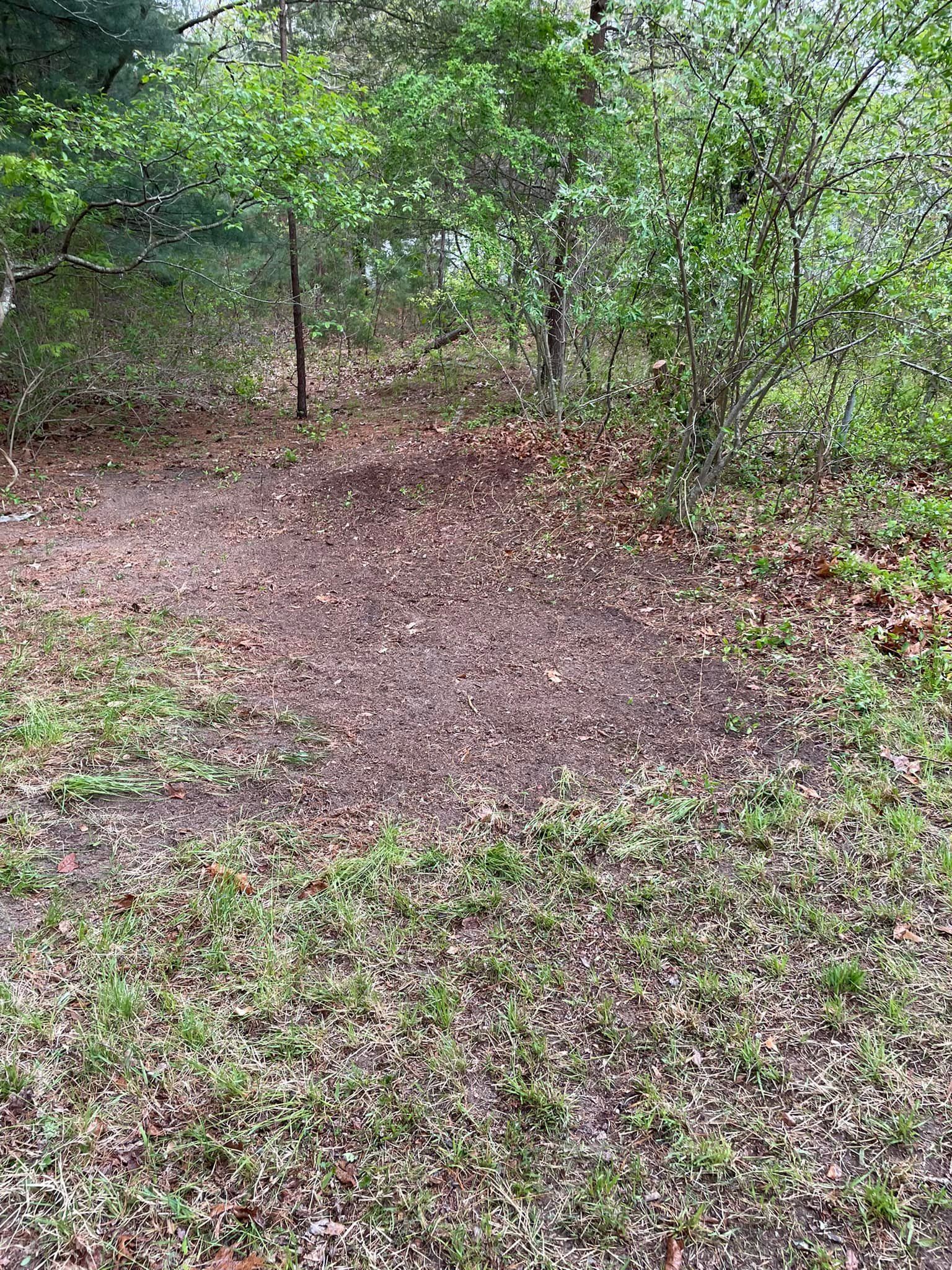 There is a lot of leaves on the ground in the woods