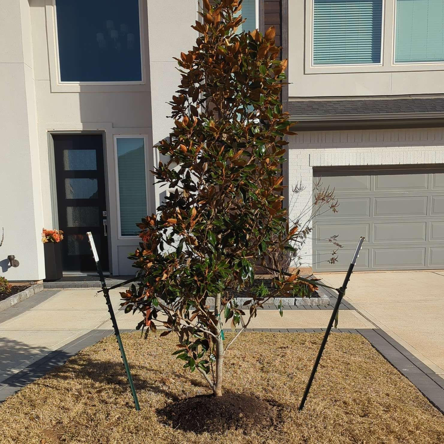 A tree in front of a house with a gray garage door