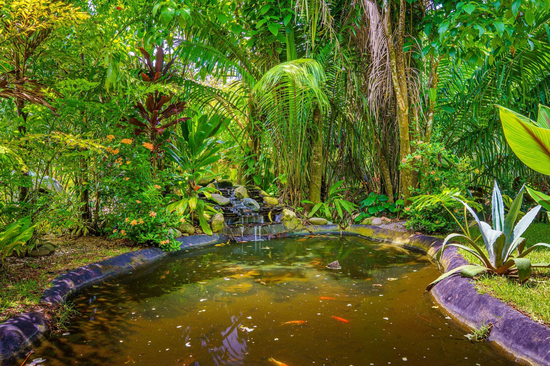 Tropical garden pond with dark water, lush green foliage, rocks, and a small waterfall