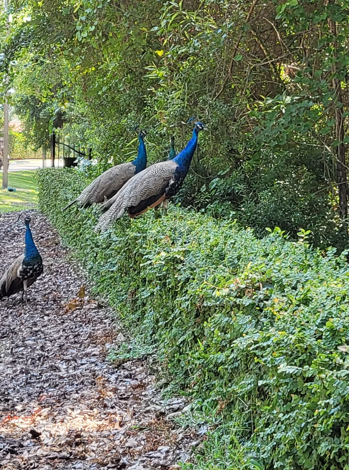 A group of peacocks are standing next to each other in a park.