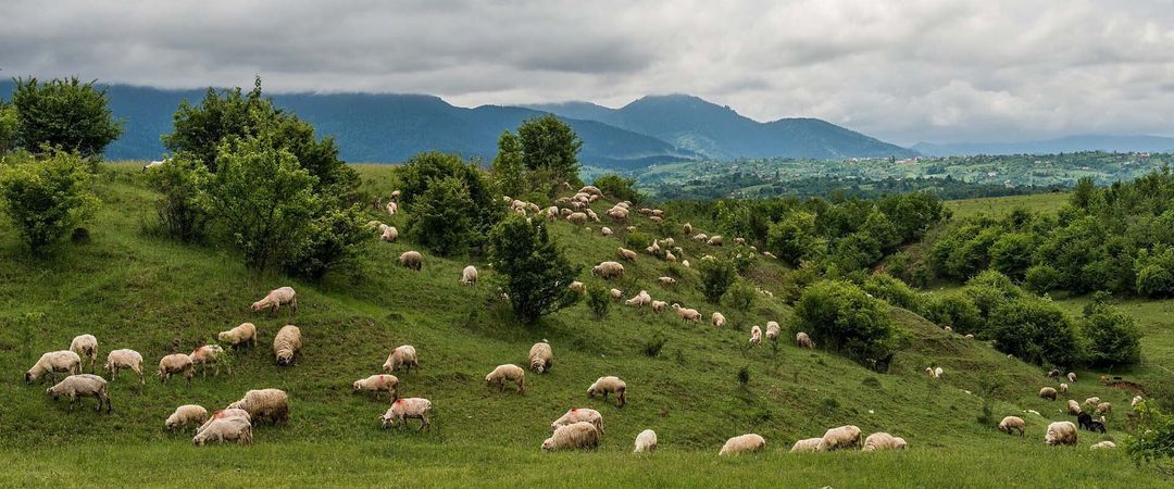 gregge di agnelli al pascolo per la produzione di caglio naturale