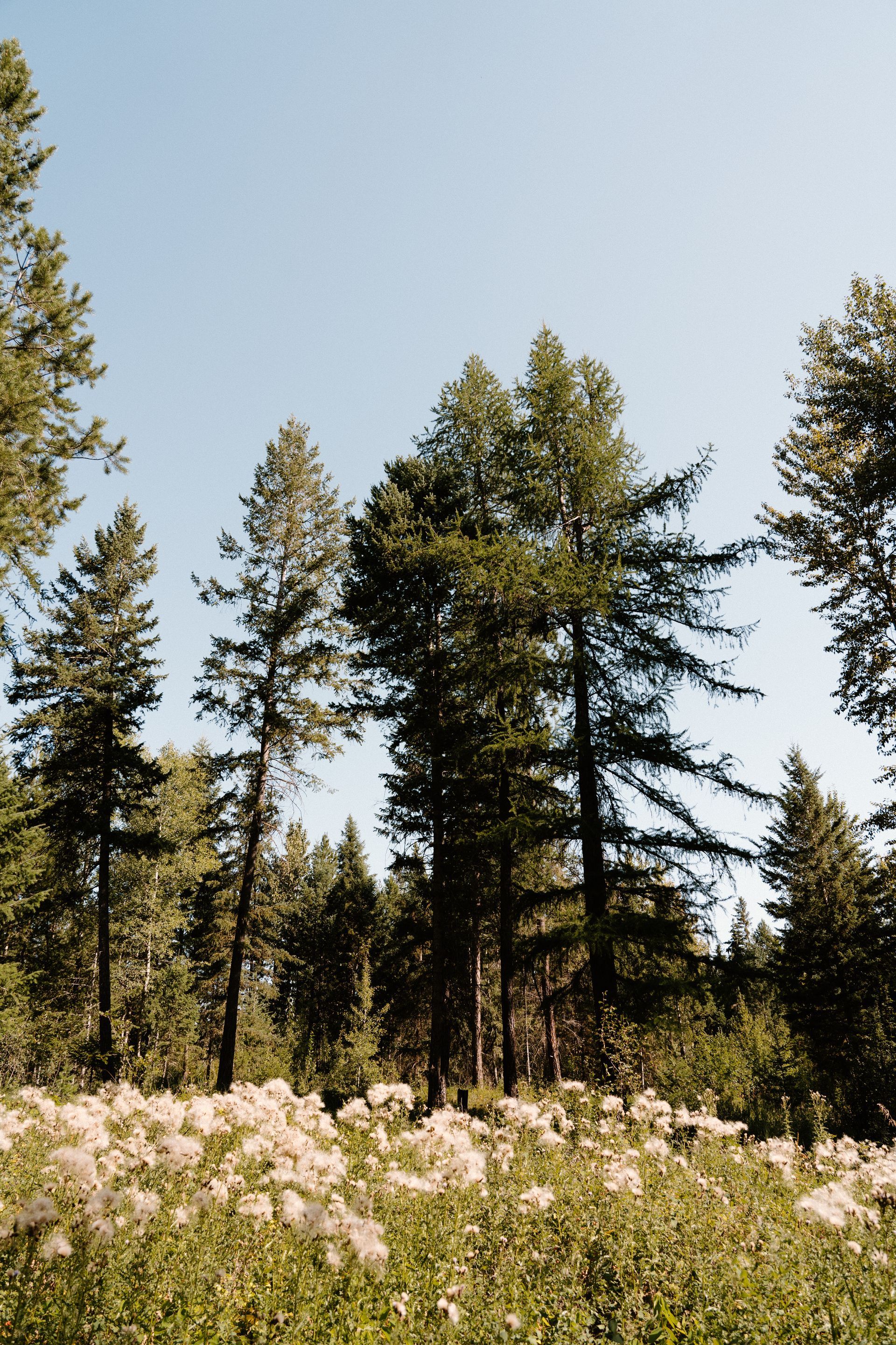 A field of flowers surrounded by trees on a sunny day.