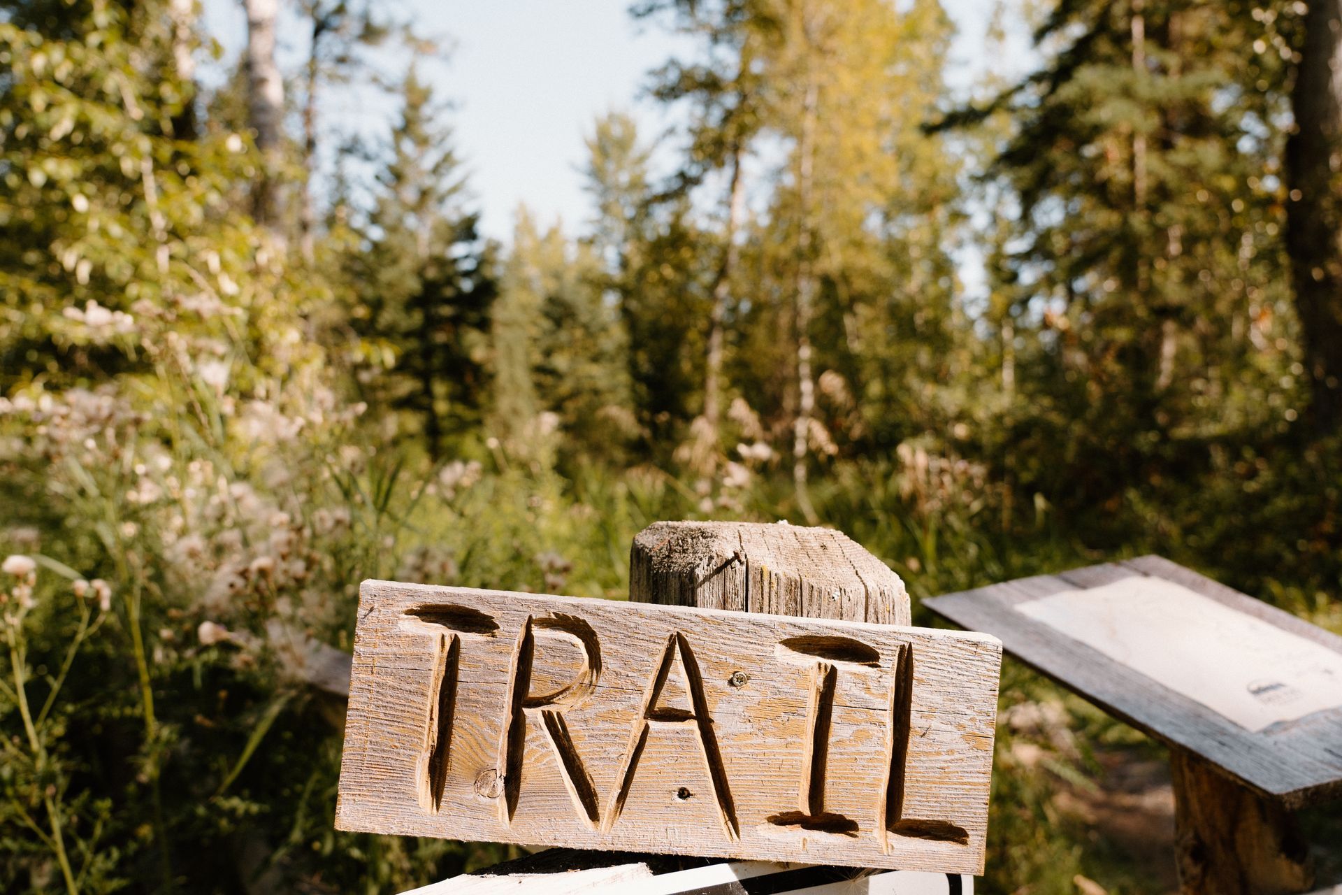 A wooden sign in the middle of a forest says trail.