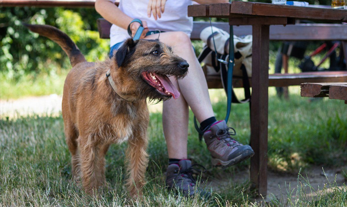Pet Burial: Everything you need to know