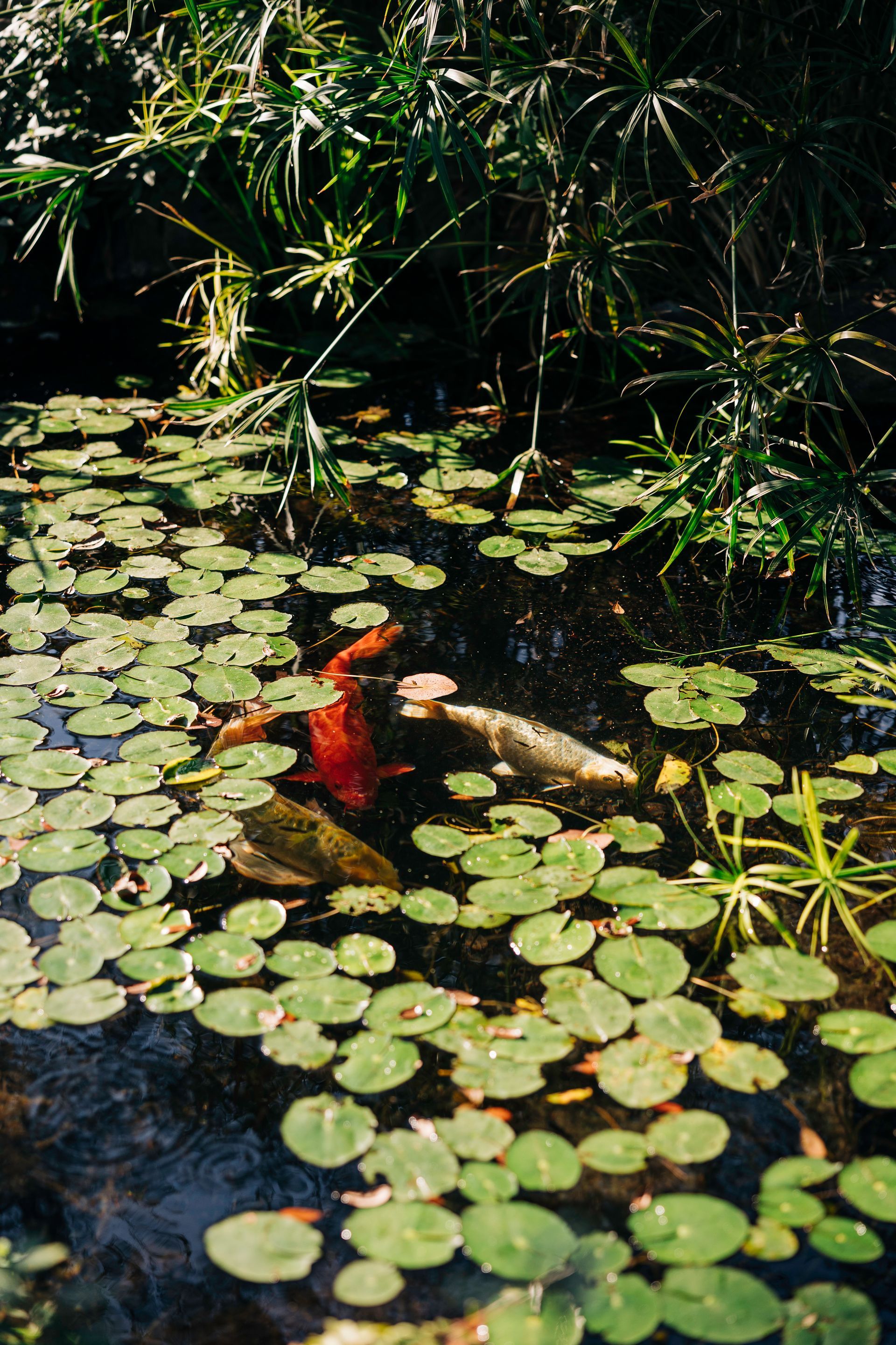 Koi Pond