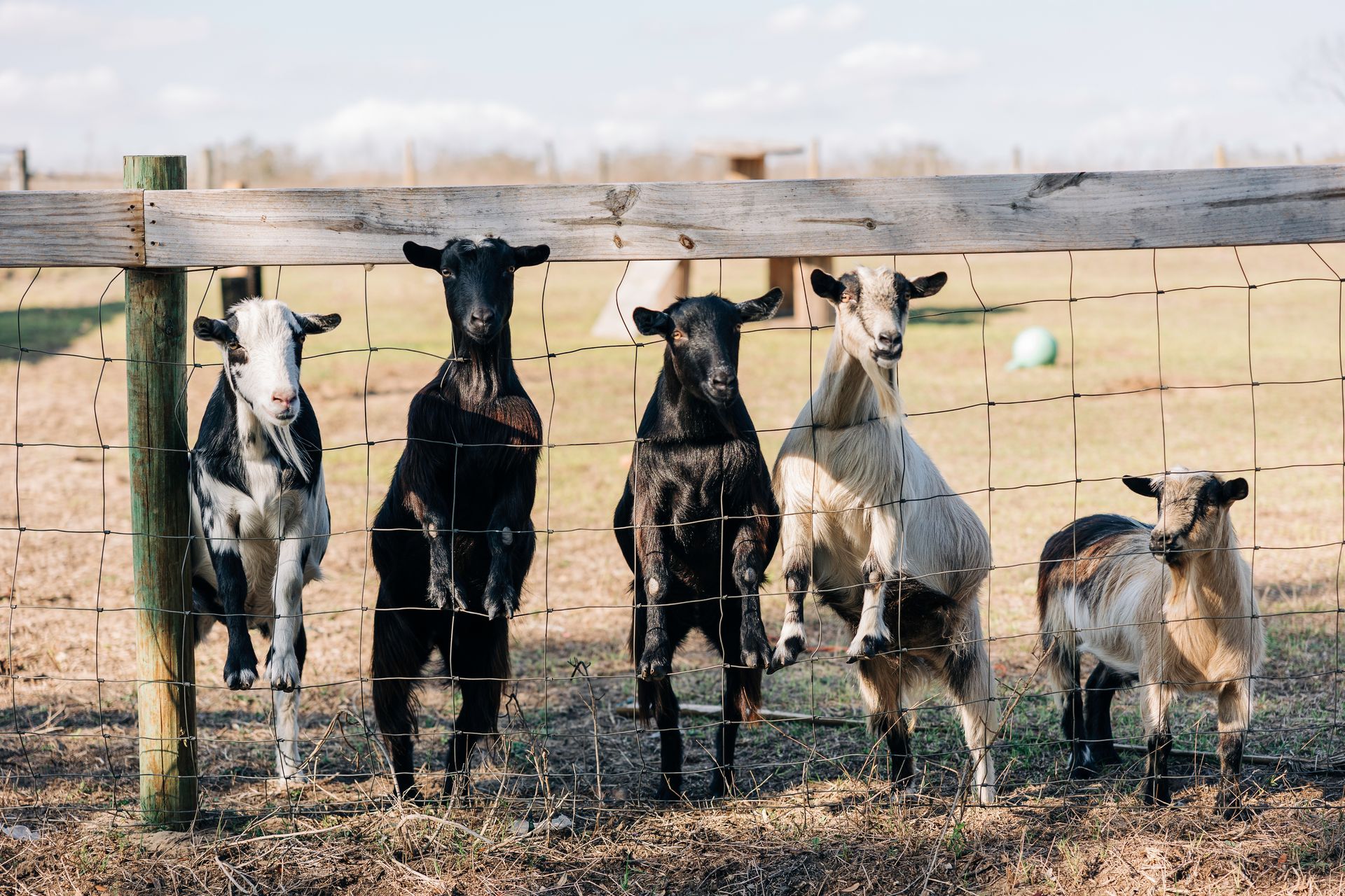 Goats