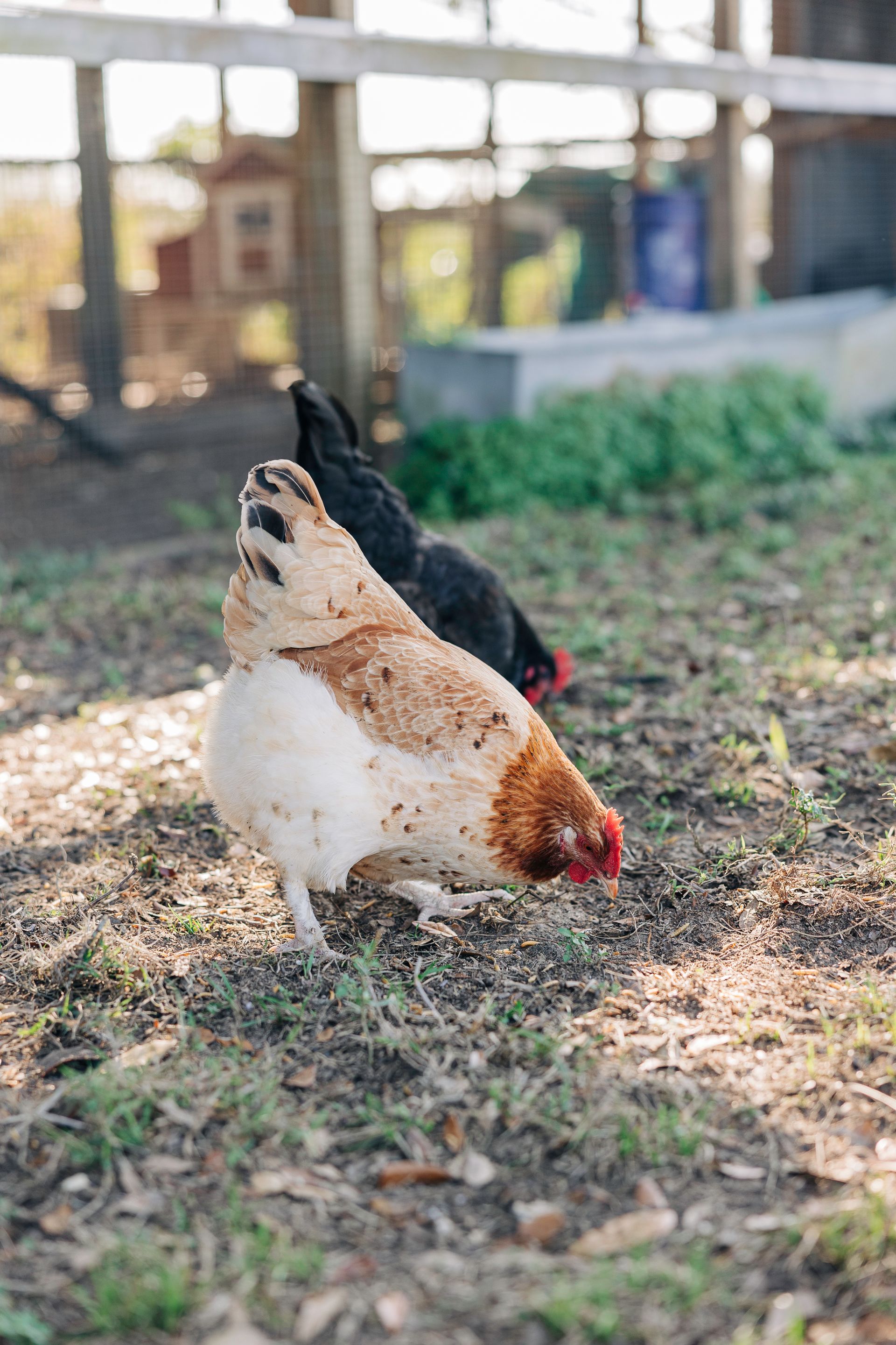Chickens