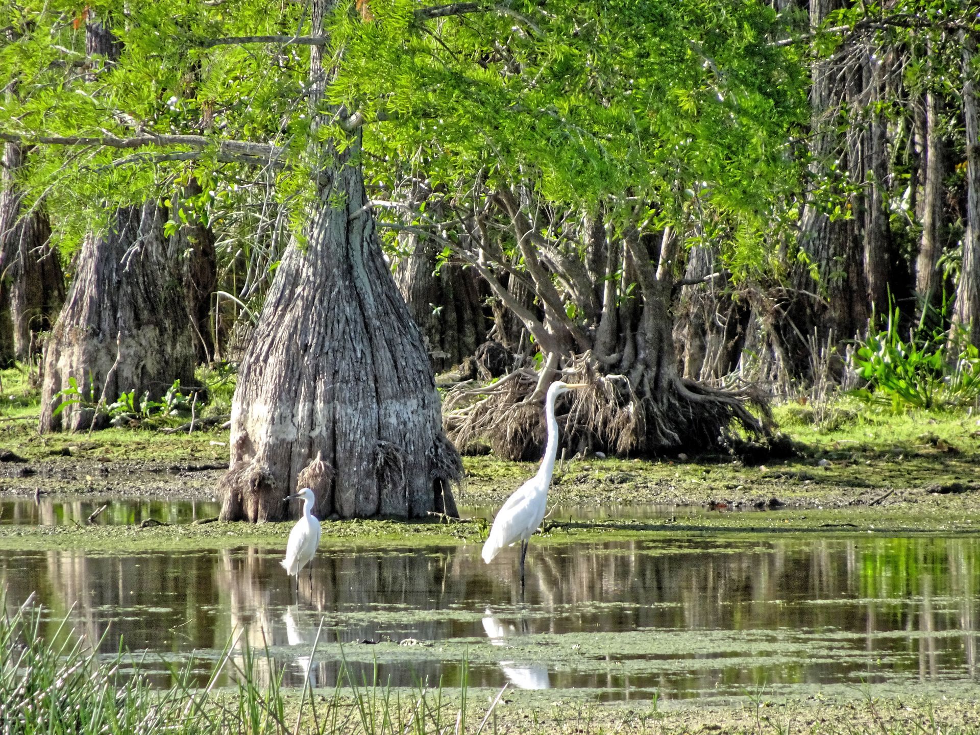 Two white birds are standing in a swamp near trees.