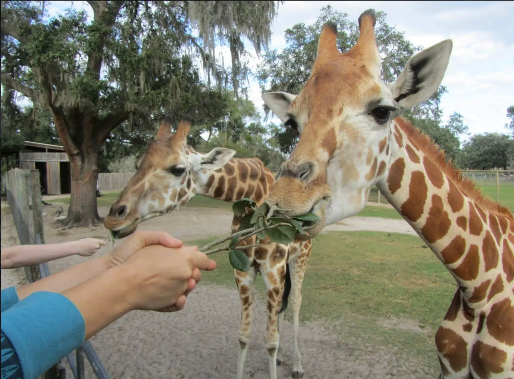 Giraffe Ranch