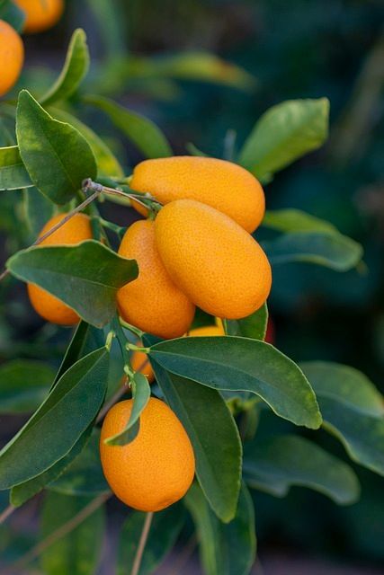 A bunch of oranges hanging from a tree branch