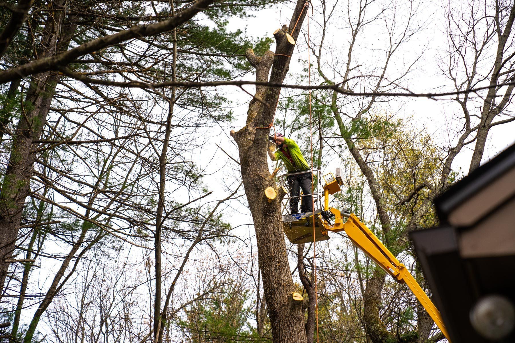 Worker in a bucket lift trimming a tall tree branch in a wooded yard