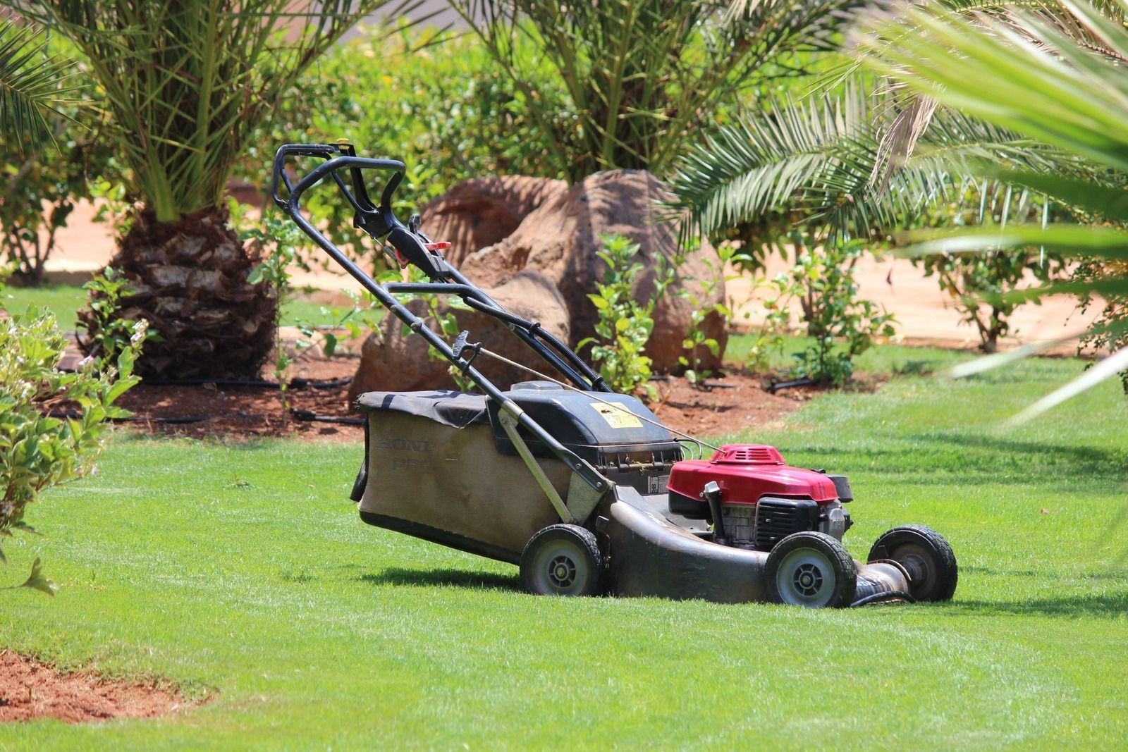 Lawn mower on a green lawn beside palm trees and rocks
