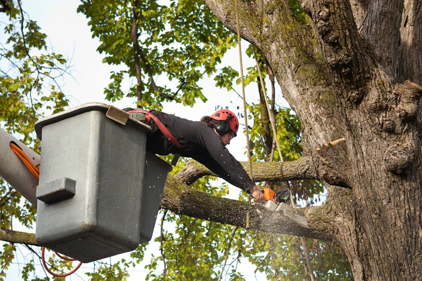 Tree worker in a bucket lift trims a large branch near a tree trunk