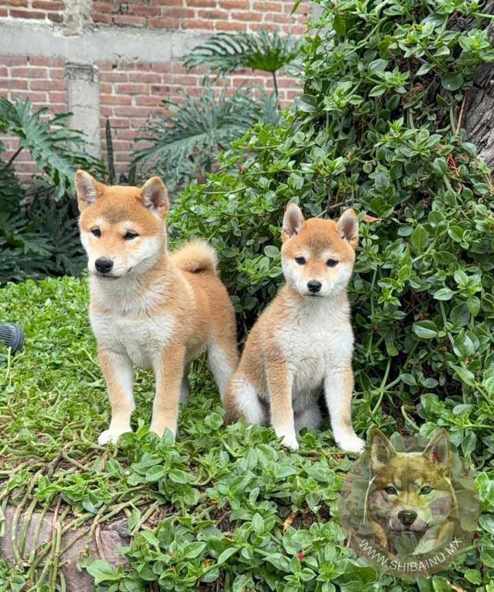 cachorro shiba inu