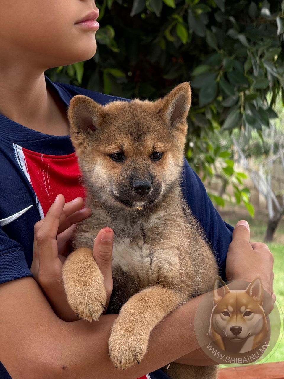 cachorro shiba inu